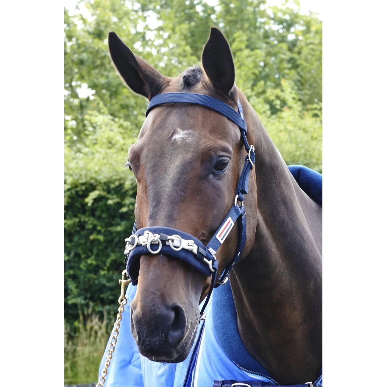 JOHN WHITAKER LUNGE CAVESSON 2 JOHN WHITAKER LUNGE CAVESSON - Image 2