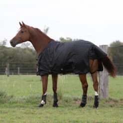 Waterproof Horse Rug 1000D Allweather 50 18 Waterproof Horse Rug 1000D Allweather 50 -Weatherbeeta Sales Store k2d9cb806aa5dd0a6224e0ed9a39e57f1