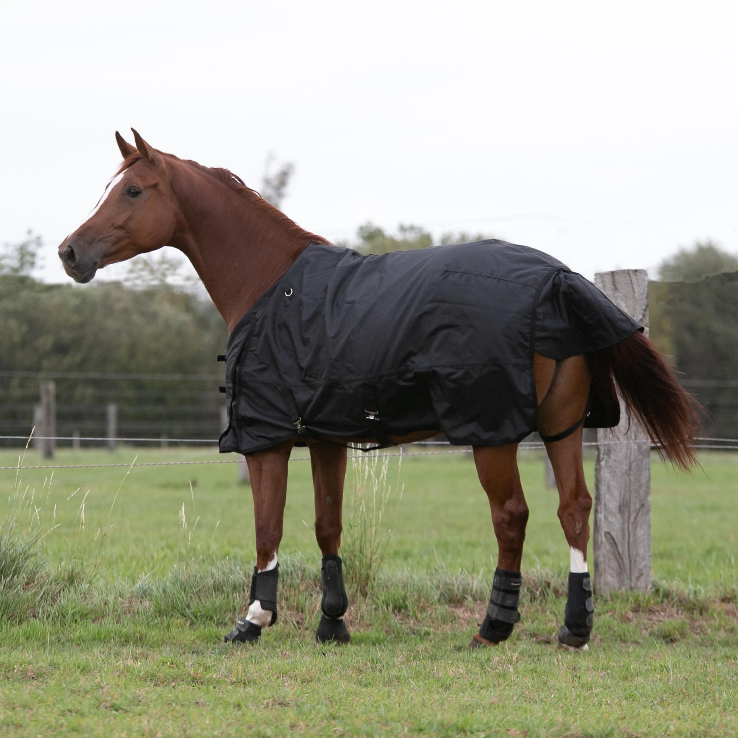 Waterproof Horse Rug 1000D Allweather 50 9 Waterproof Horse Rug 1000D Allweather 50 - Image 9