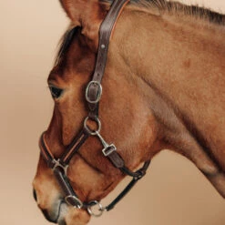 Horse Riding Leather Halter For Horse & Pony 900 -Weatherbeeta Sales Store k33748ab97915a8b72240bd6a614f1afc