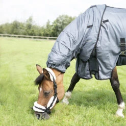 Horse Riding Fly Sheet For Horse & Pony Comfort -Weatherbeeta Sales Store k657db9d4165a0235219b81e03d6a4377