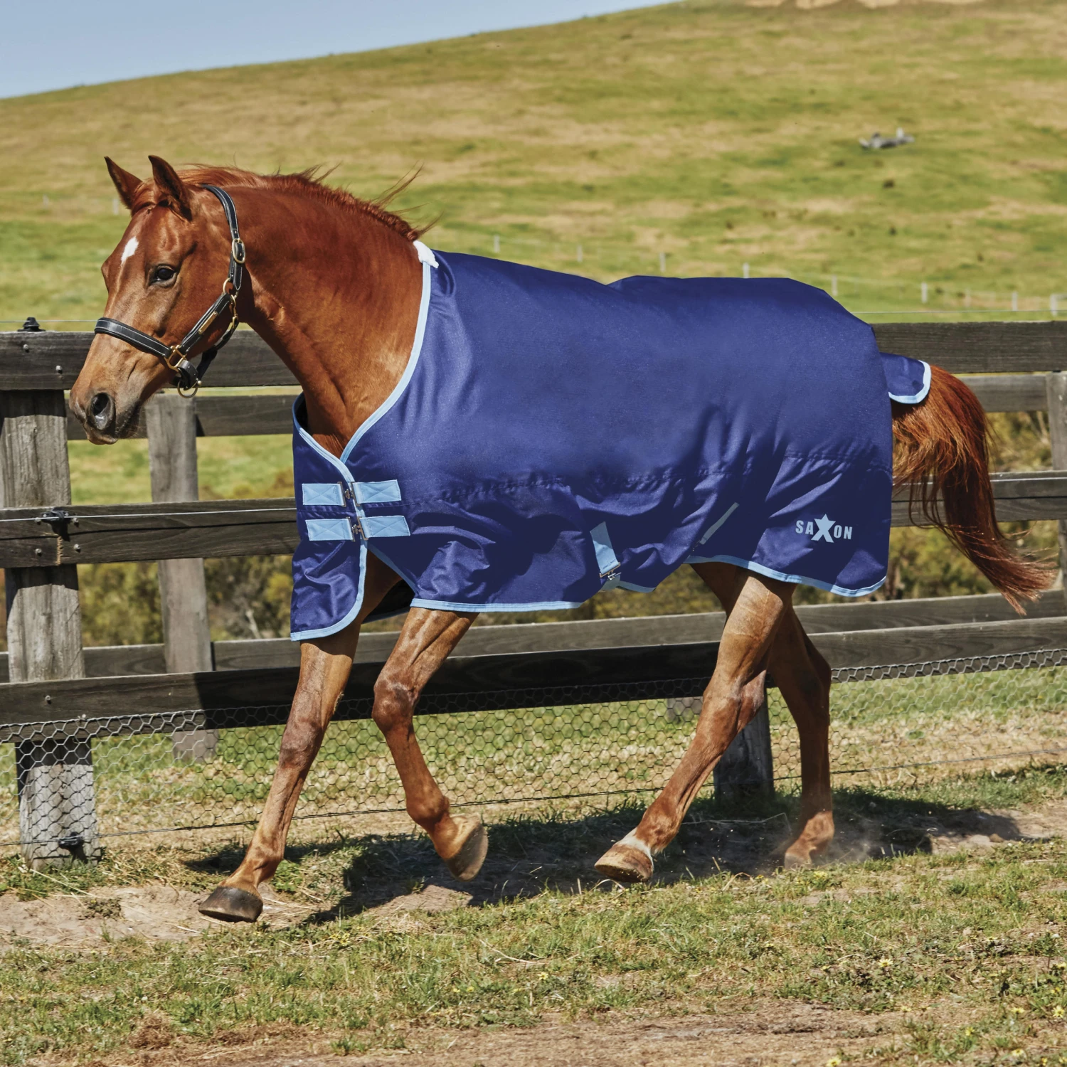 Weatherbeeta REFURBISHED SAXON 600D STANDARD LITE -145 CM WIDE -BLUE 1 Weatherbeeta REFURBISHED SAXON 600D STANDARD LITE -145 CM WIDE -BLUE