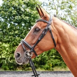 Lynton Flash Bridle With X2 Browbands -Weatherbeeta Sales Store k8227983af896ad9cd893a97b7e742df9