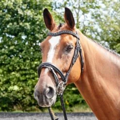 Lynton Flash Bridle With X2 Browbands -Weatherbeeta Sales Store k84f9370edc0942fbb43e11e1fdf50aa4