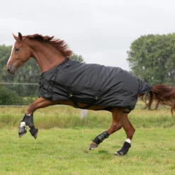Waterproof Horse Rug 1000D Allweather 50 17 Waterproof Horse Rug 1000D Allweather 50 -Weatherbeeta Sales Store kaf182df9c8799b38a7a431edf8a6c42c