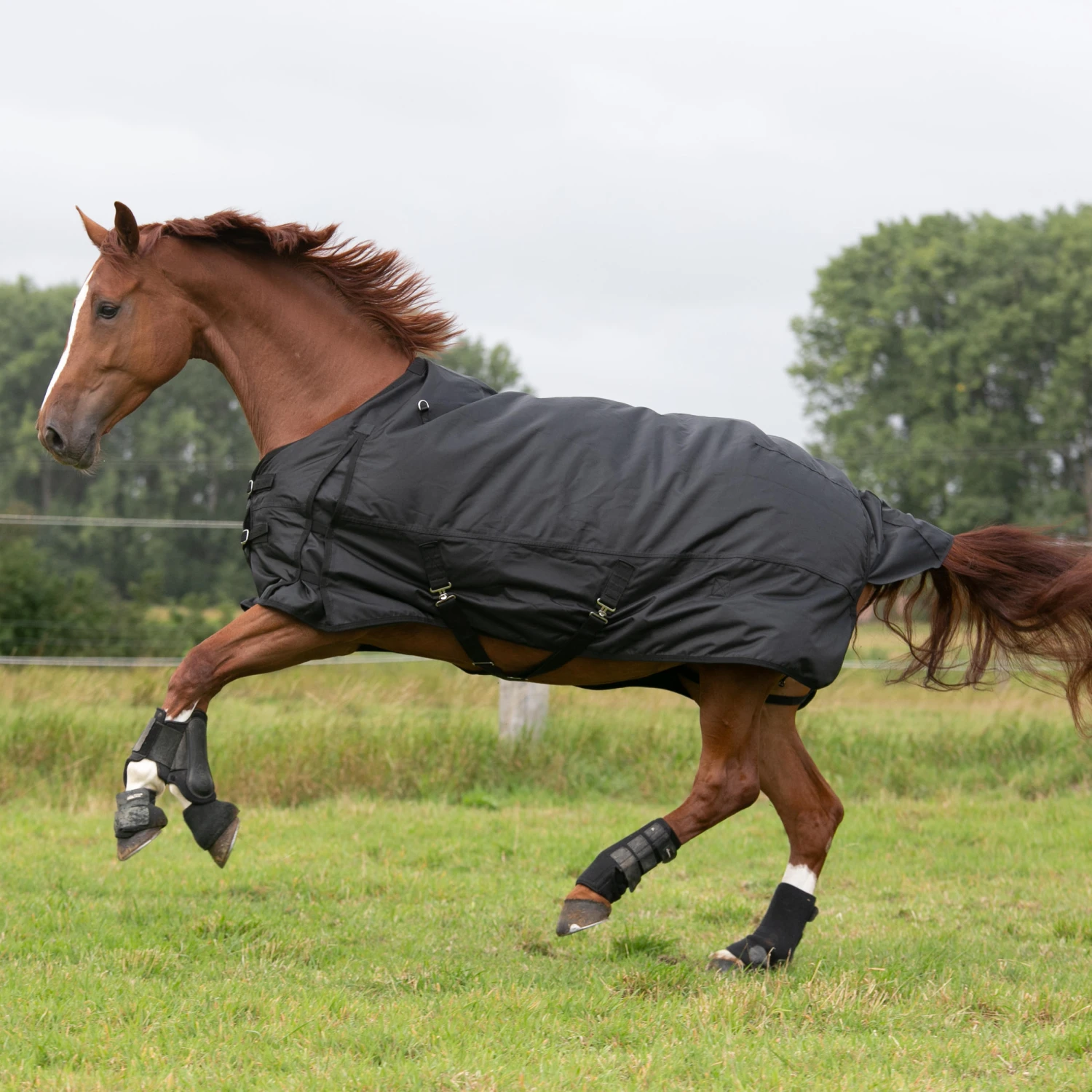 Waterproof Horse Rug 1000D Allweather 50 8 Waterproof Horse Rug 1000D Allweather 50 - Image 8