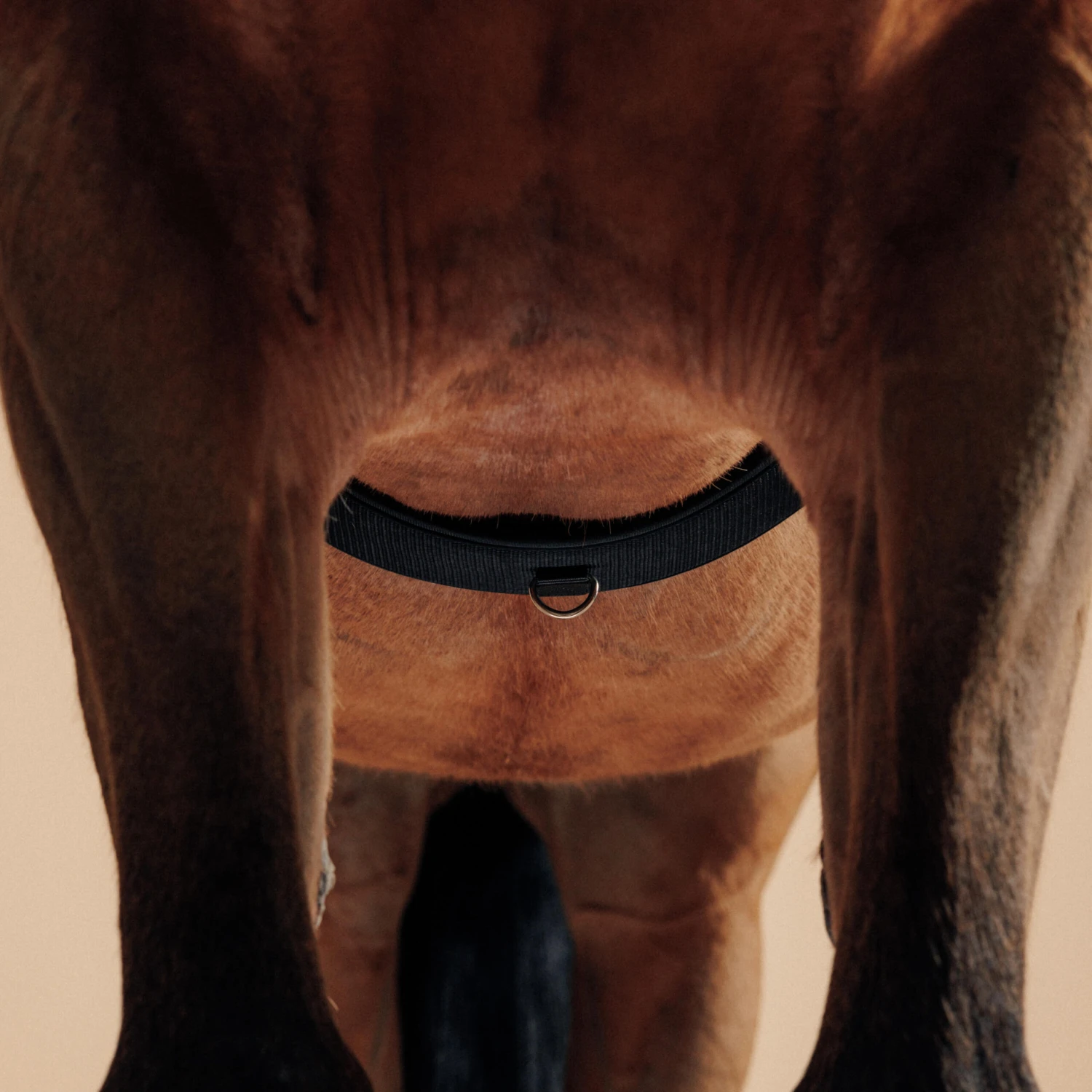 Horse Riding Horse Or Pony Lunging Roller 5 Horse Riding Horse Or Pony Lunging Roller - Image 5