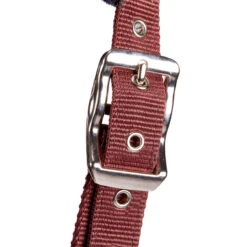 Winner Horse Riding Halter For Horse And Pony 8 Winner Horse Riding Halter For Horse And Pony -Weatherbeeta Sales Store kf77a6c85e2bfcdea5ce9256a46b10cab